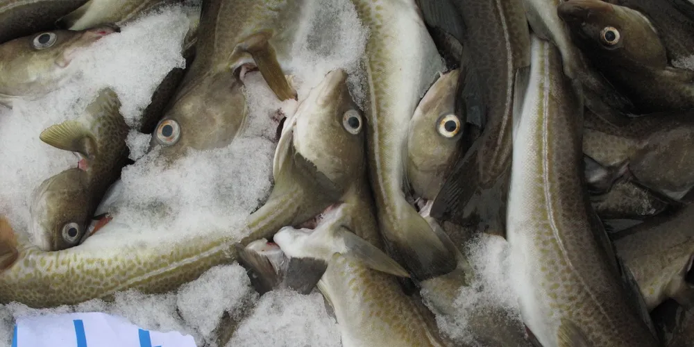 Sirena-owned UK seafood trader turns loss into profit