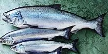Salmon market could see shakeup from ISA