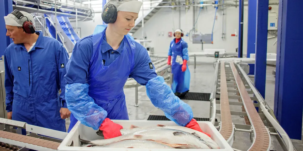 The busy holiday salmon season has arrived.