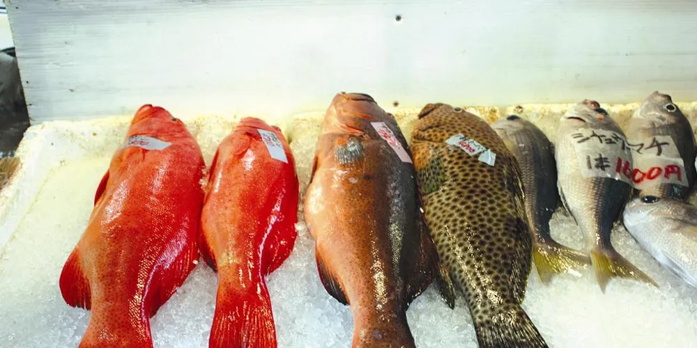 Tokashiki Island – a haven in rich fishing grounds | Intrafish