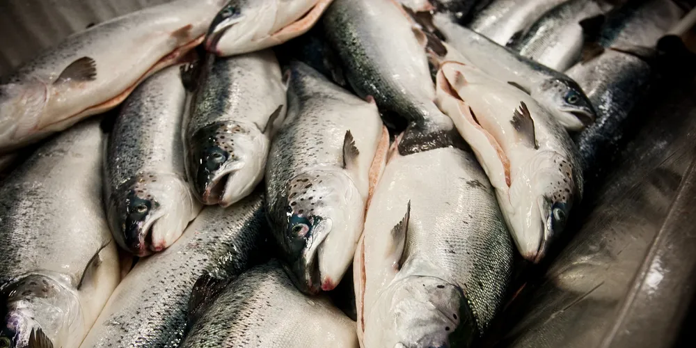 Farmed salmon prices expected to decline