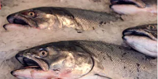 Global wild salmon catch down 25%