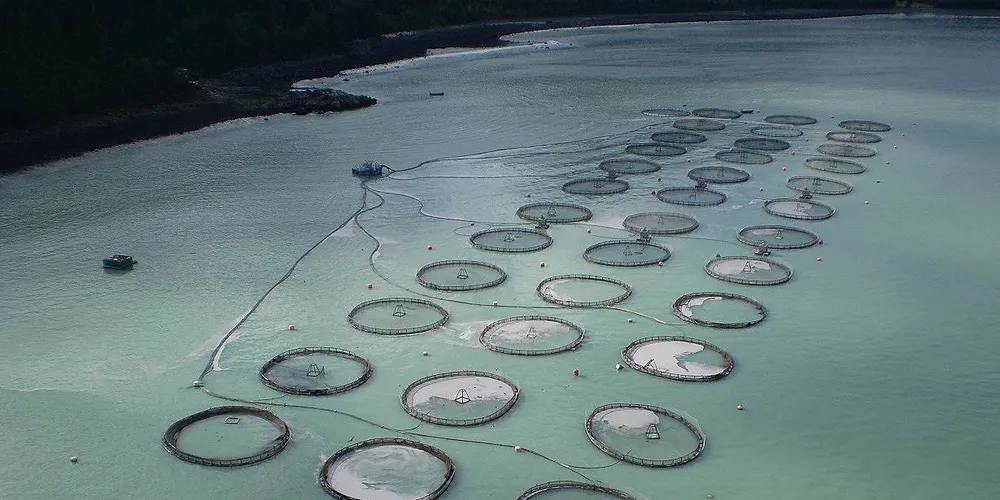 Salmon mafia cost Chile $52.5 million annually