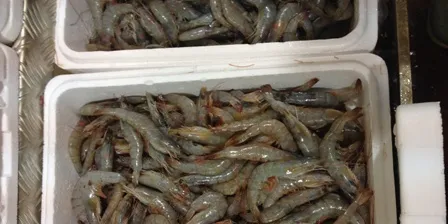 IntraFish Price Tracker Week 12: Ecuadorian shrimp prices dip