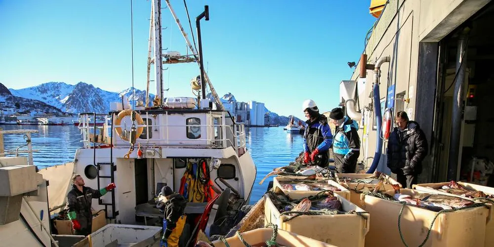 STOR BETYDNING: Skreien er en gave til kysten fra naturen, skriver Råfisklaget i denne kronikken. Her fra årets skreifiske på Myre.Foto: Silje Helene Nilsen