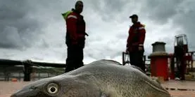 ‘Cod farming is dead’