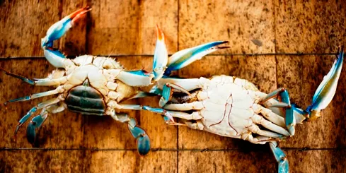 Oil found in Gulf blue crab portends trouble