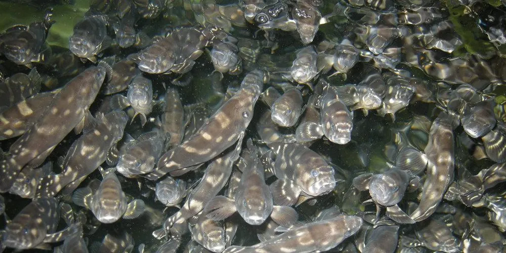 'Resilient' and tasty -- can grouper farming find a new home in the West?