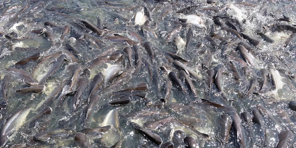 GAA: Pangasius IS safe to eat