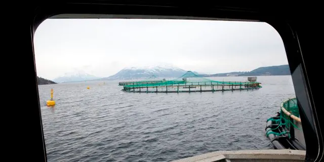 885 percent growth in 10 years for Norwegian farmed halibut