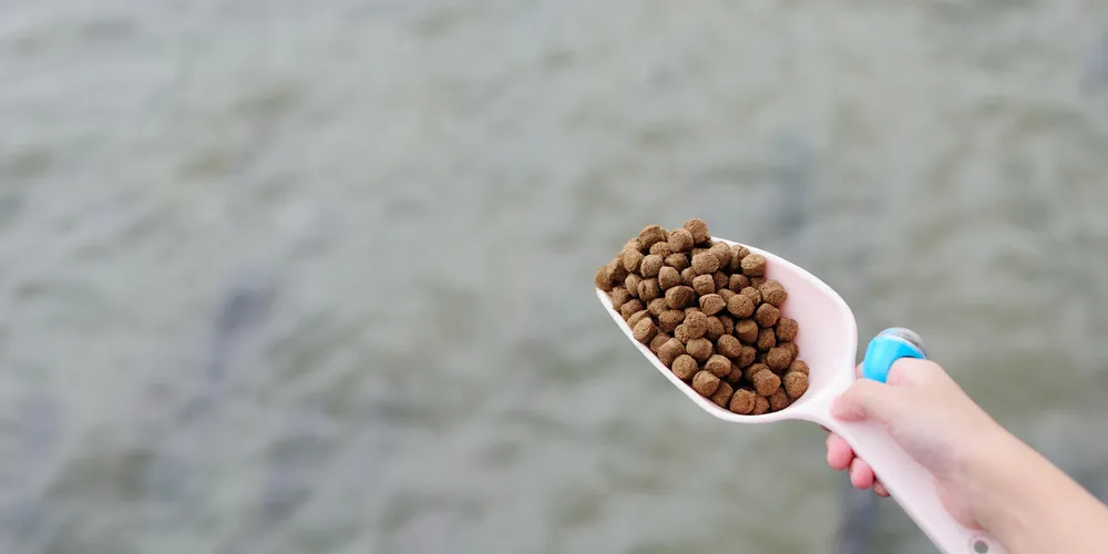 Report: Fishmeal, soymeal price correlation to weaken