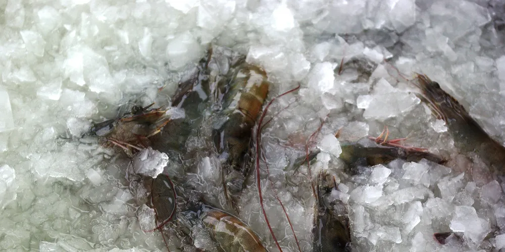 Seafresh profit rises, names new U.K. subsidiary