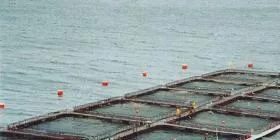 Salmones Antartica looks to boost Chilean production