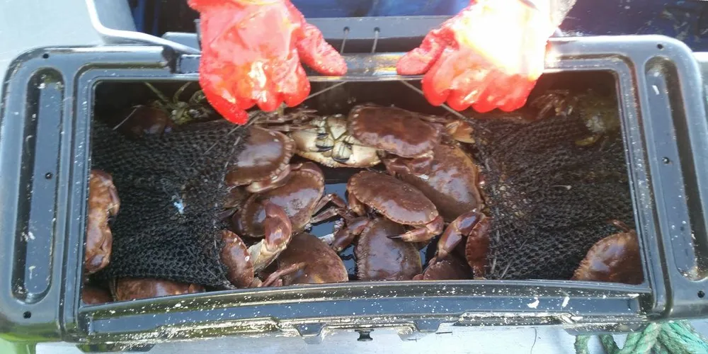 Krabbefiske er blitt et viktig sesongfiske for mange helgelendinger, og Jim Lorentsen fra Nesøya var en av de første som satset stort på dette fiskeriet i regionen. Med fangster som dette i teinene blir det snart fulle kasser og mange hundre kilo krabbe om bord.