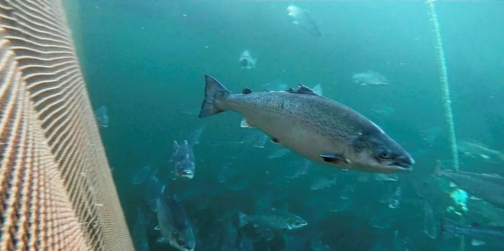 Oppdrettslaks er på rømmen i Nordland.