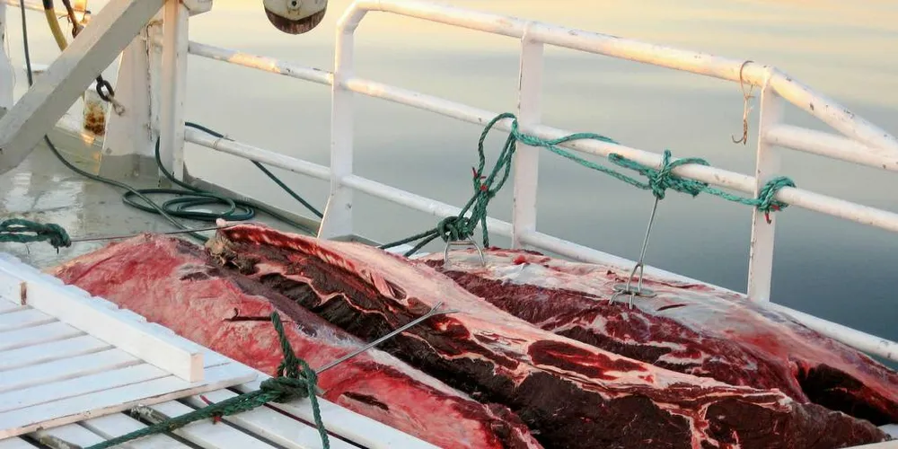 MER POPULÆRT: Det selges mer hvalkjøtt enn tidligere år, noe som er godt nytt for næringen. Markedsførerne og næringen skal ha ros for å ha tatt grep for å snu den negative salgstrenden, skriver Fiskeribladet på lederplass.Foto: fiskeri.no/H.P.Tysnes