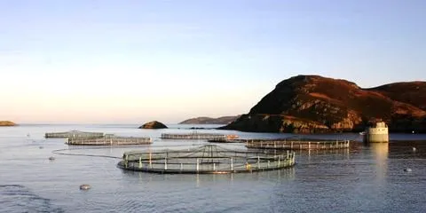 Uncertainty looms on salmon industry as Scottish referendum approaches