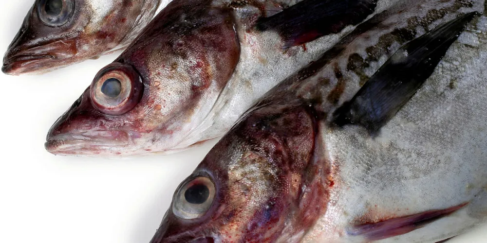 Alaska pollock has so far, avoided trade war tariffs.