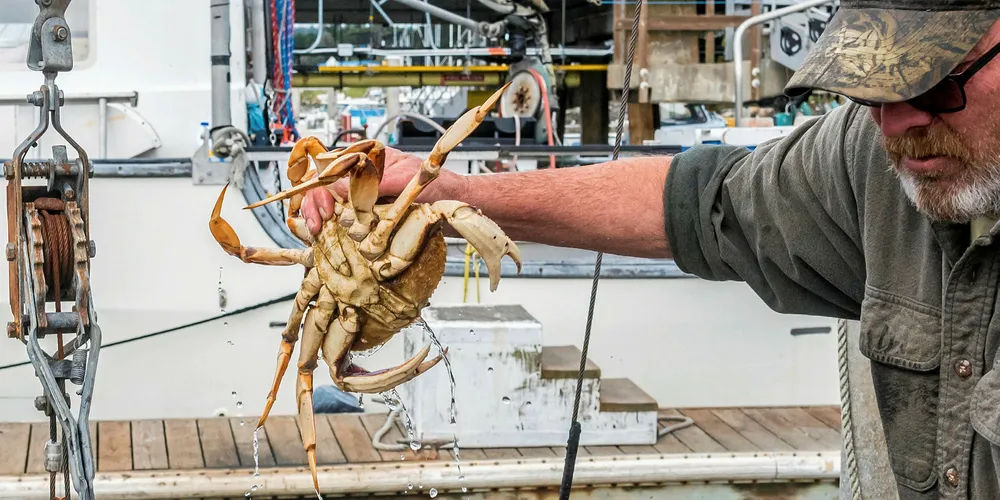 Dungeness crab sector has a record year, but will it continue?