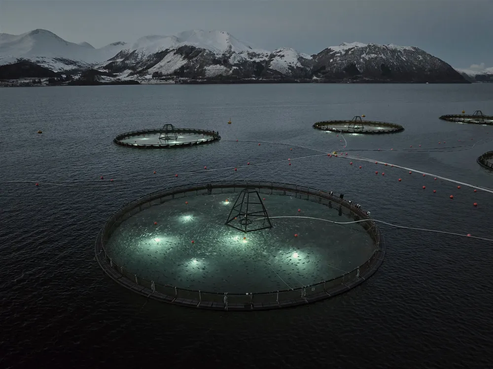 Norwegian cod farmer Ode currently has six farms in operation. It won approval this year for a seventh and operates a further site as part of a joint venture.