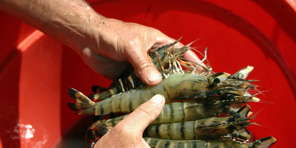 Seafarms Group secures processing site for Project Sea Dragon