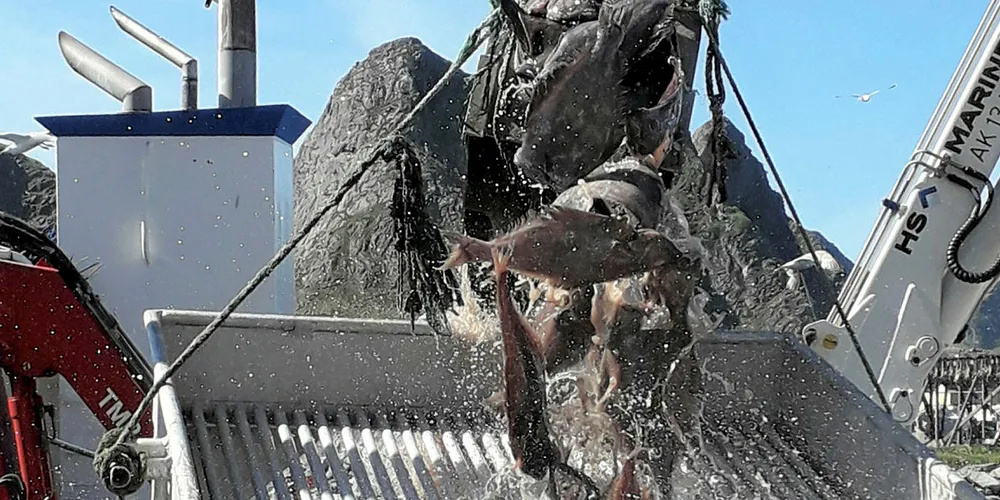 SENERE START: Det var finvær og full fart på kaia hos Lofoten Viking på Værøy da blåkveitefisket for kystfiskeflåten åpnet i mai i fjor. I år blir det juni før de første fangstene kan landes.