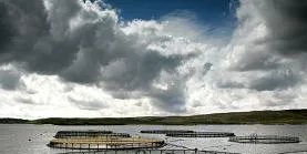 Conditions in Norway fish pens continue to improve