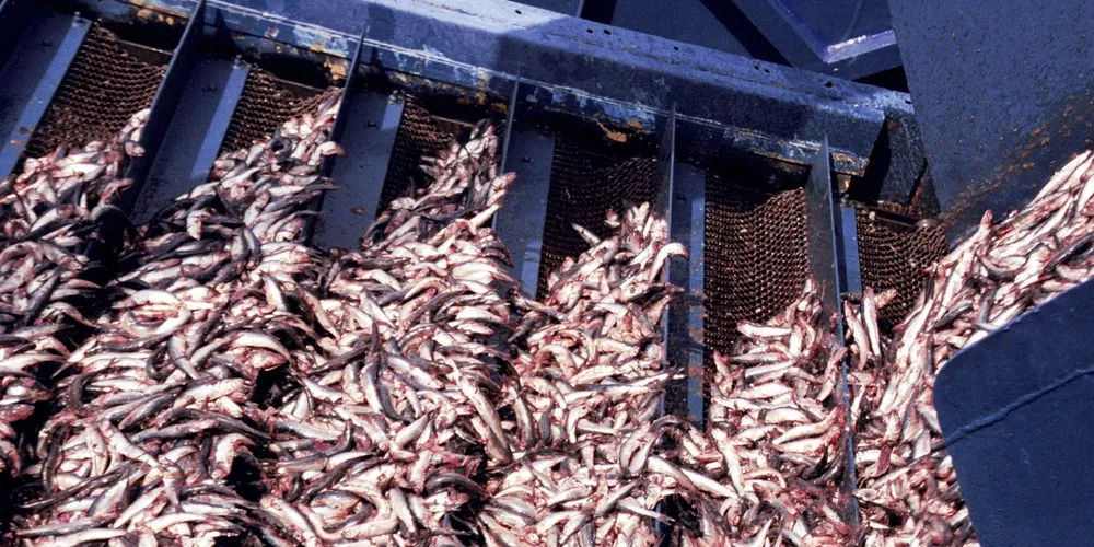 Peruvian quota cut sends fish feed prices soaring