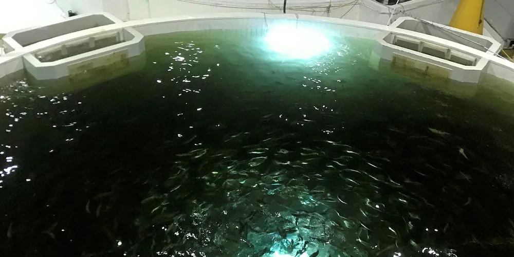 Salmon raised in tanks in Jebel Ali hit the Dubai market.