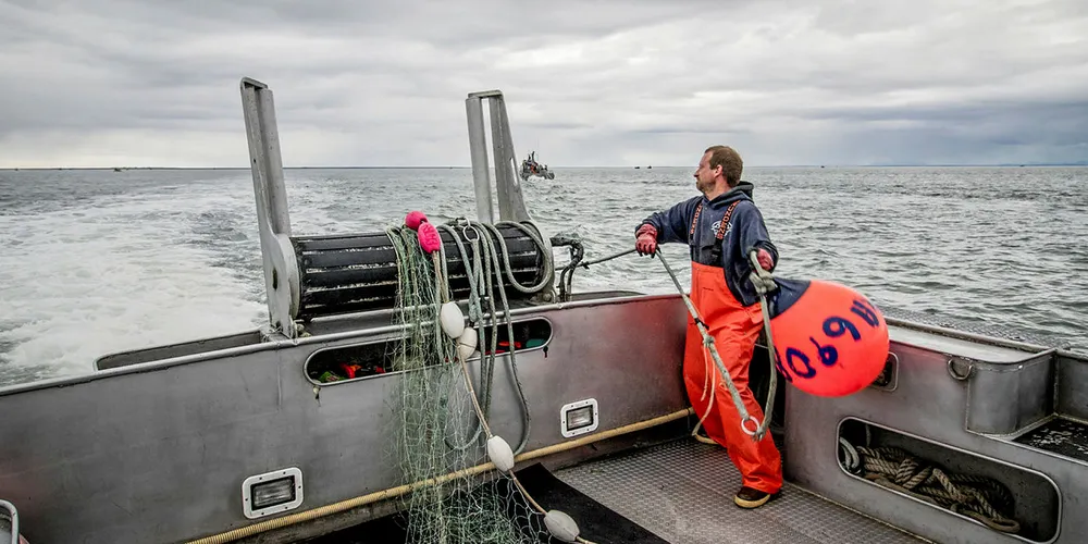 Bristol Bay Harvest is set to exceed predictions.