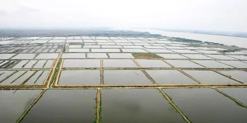 Ecuador tilapia exports slump 60% as shrimp takes center stage
