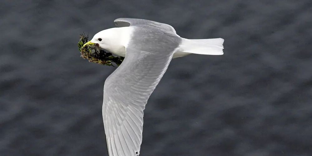 A black-legged kittiwake flies with nesting material over the North Sea