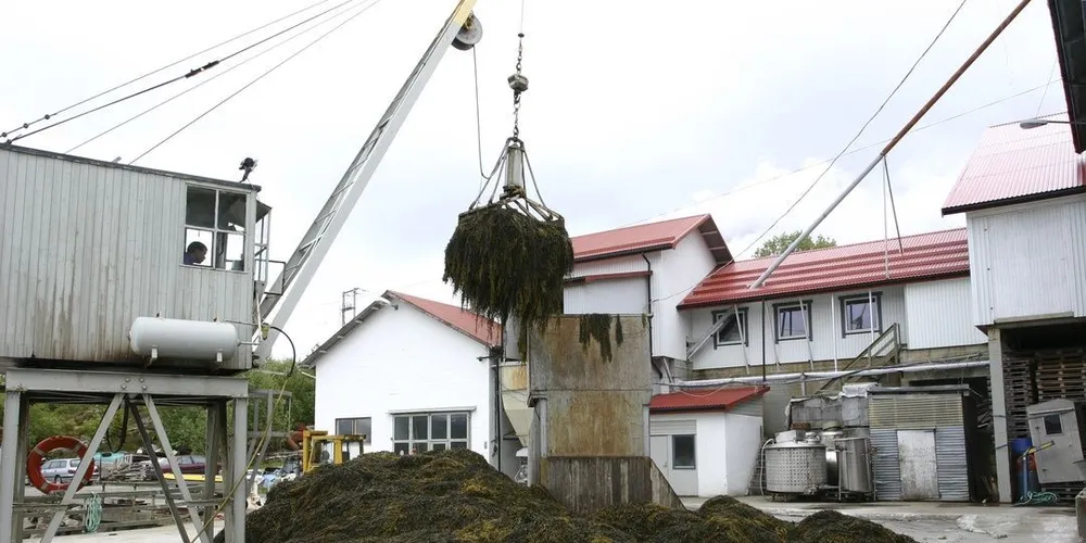 Hittil har det hovedsakelig vært høstet tare i Sør-Norge. Nå åpnes det opp for taretråling i Nord-Trøndelag. Foto: Lars A. Oma