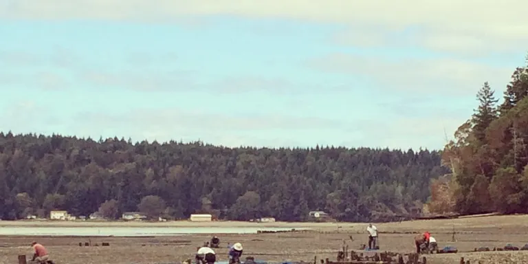 Taylor Shellfish oyster farm: More than meets the eye