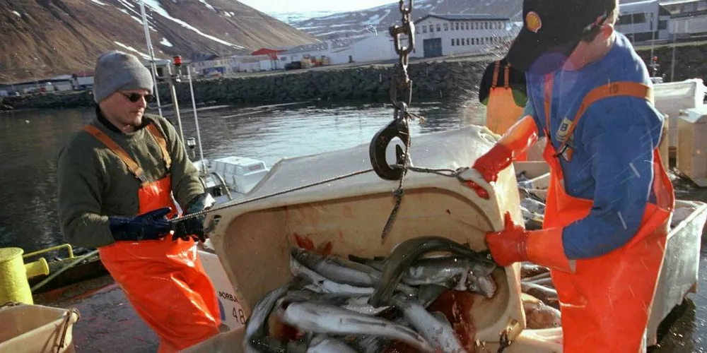 Islandske fiskere har fått langt mindre betalt for sine landinger av fisk det siste året.Foto: Magnus Thor Hafsteinsson