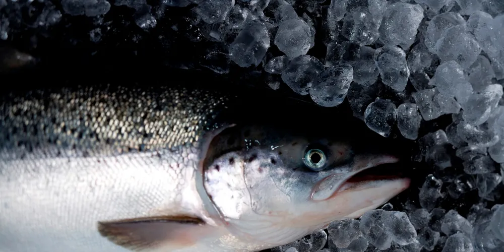 Aussie salmon farmer Huon looks to premium, online sales