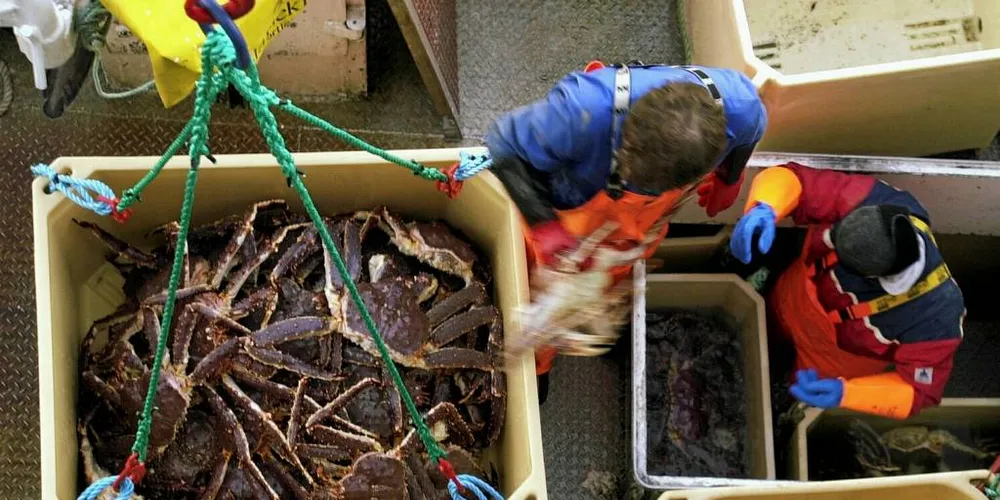 MØRKETALL: Fiskeridirektoratet mistenker at en betydelig mengde kongekrabbe selges svart.Ill.foto: Frank Einar Iversen