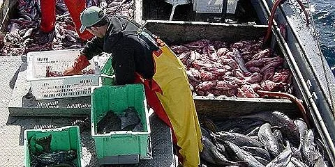 Why the market should worry about Alaska atka mackerel quota cut