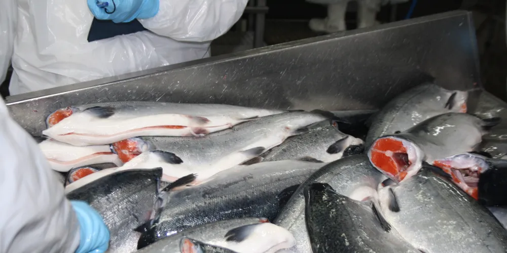 Norwegian salmon prices correct down