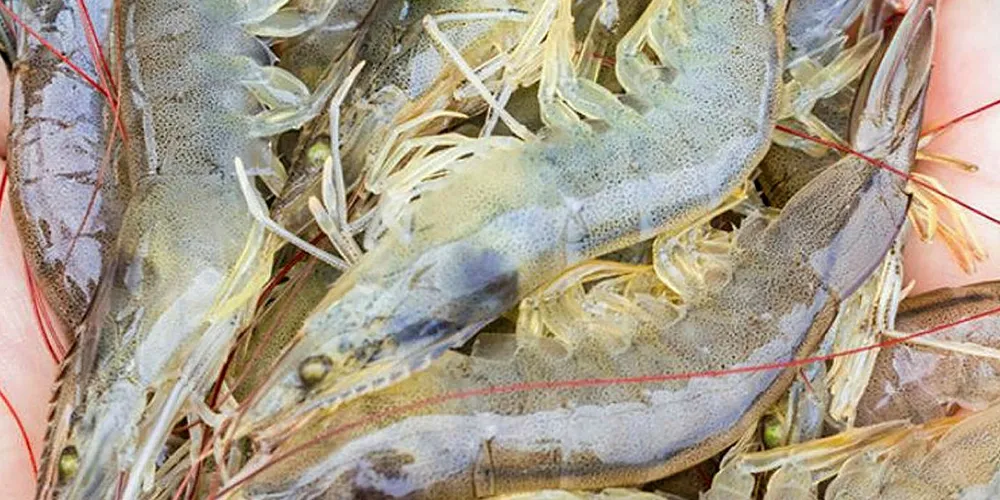 Global Blue Technologies shrimp. GBT.