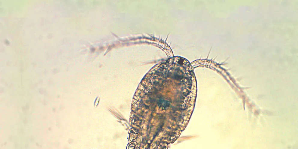 Apocyclops panamensis copepod.