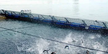 Singapore's largest barramundi farm