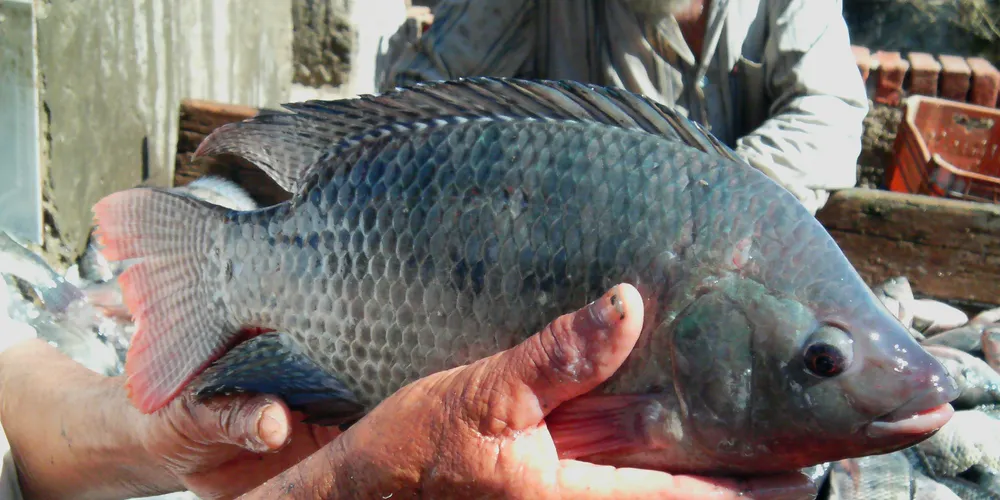 Tilapia demand ‘soft’