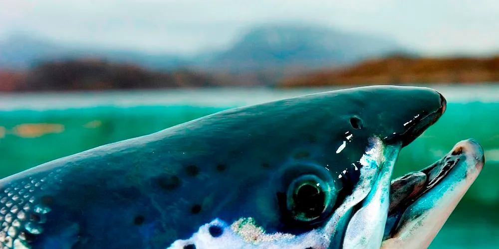UK land-based salmon project still on the table