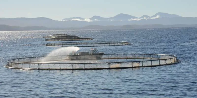 'Booming' domestic demand driving growth for Australian salmon