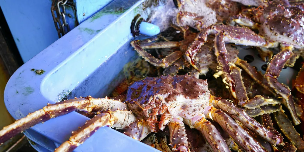 King crab in a tote.