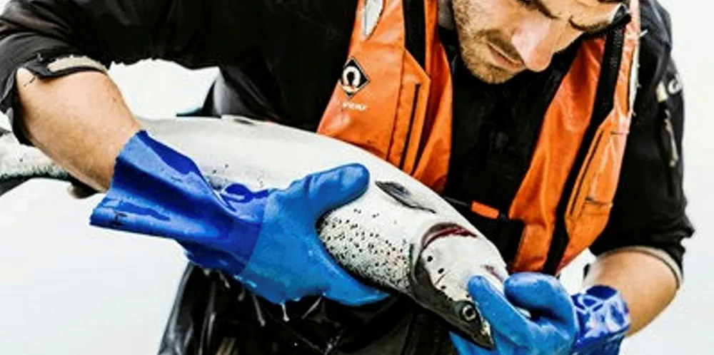 Gills are checked on a salmon at Scottish Sea Farms.