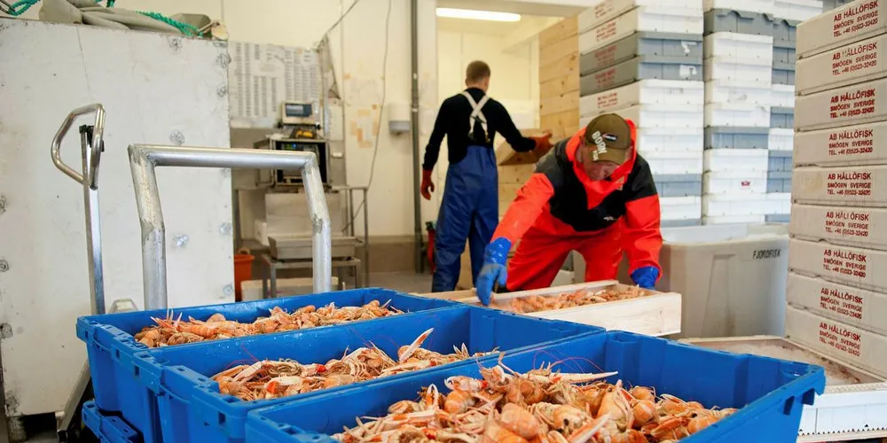 Sjøkreps leveres hos Fjordfisk på Hvaler. Fiskerne i øst ønsker seg minstemål på 10 centimeter. Arkivfoto: Kjersti Kvile/Fiskeribladet
