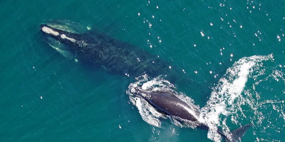 North Atlantic Right whales have a history of being entangled with fishing gear in Atlantic Canada.
