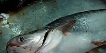 Norway: Pangasius threatens seafood's reputation